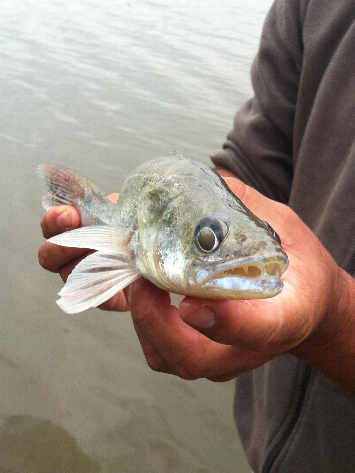 Magura 9 16 - 17 aug. - 10.JPG